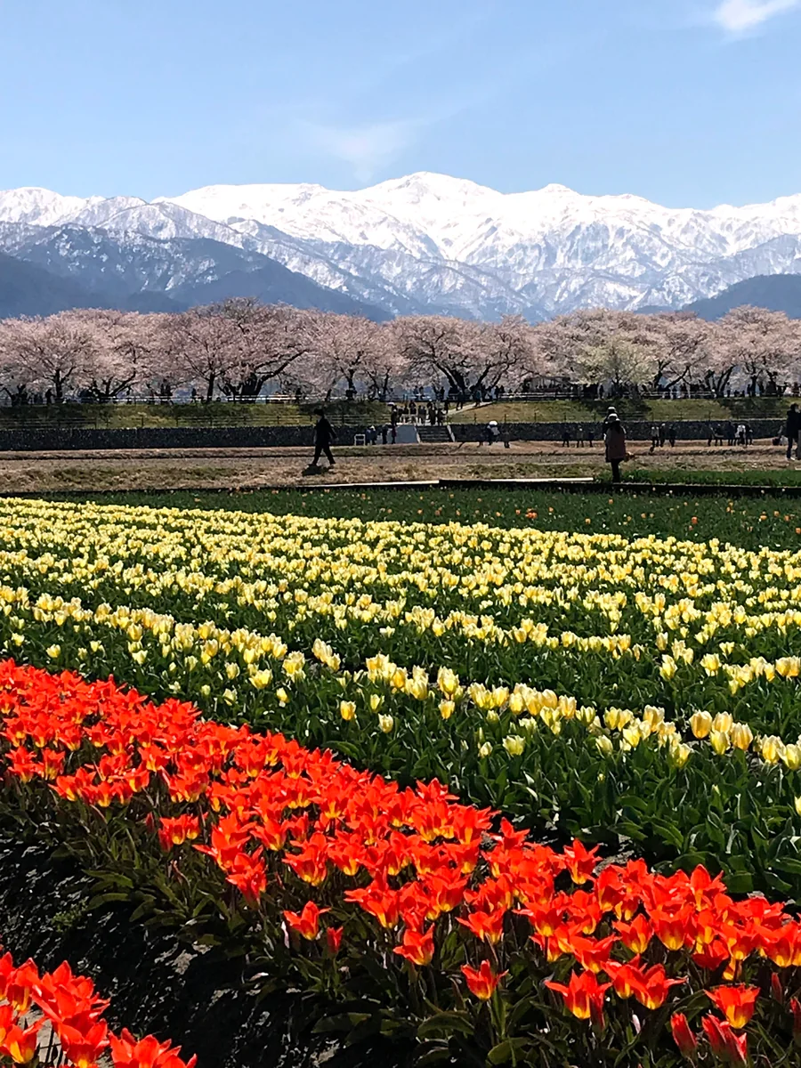 投稿写真：春の四重奏