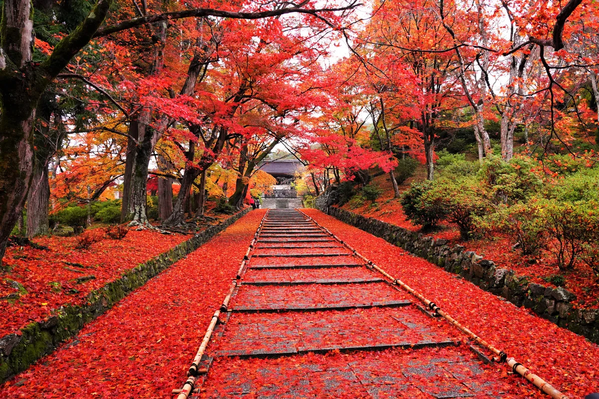 投稿写真：紅葉毘沙門堂