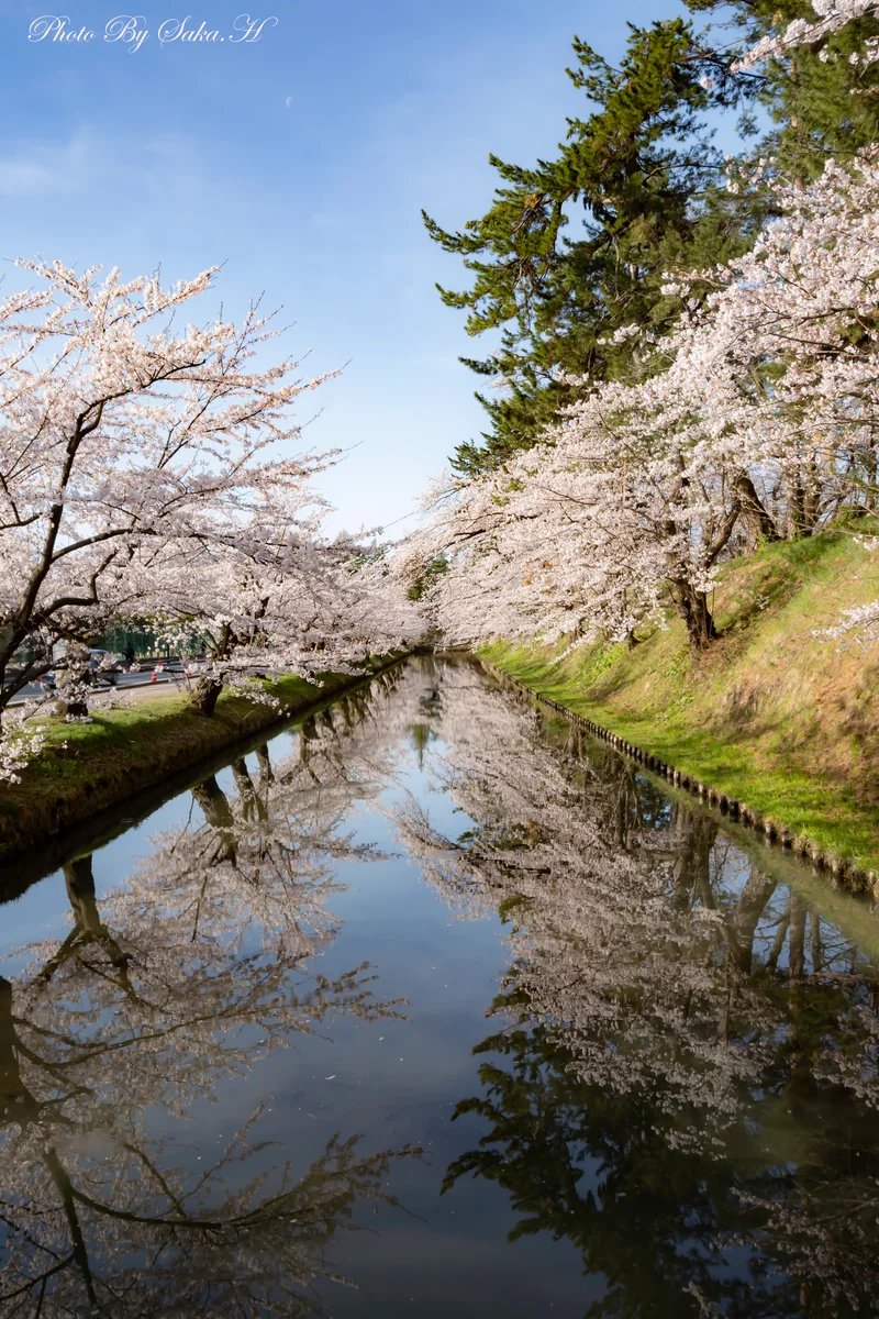 投稿写真：満開の桜のリフレクション
