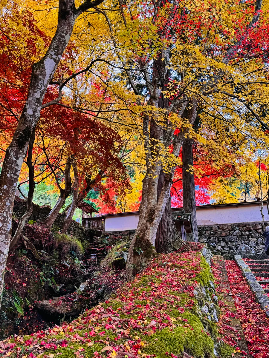 投稿写真：秋色京都🍁玉雲寺