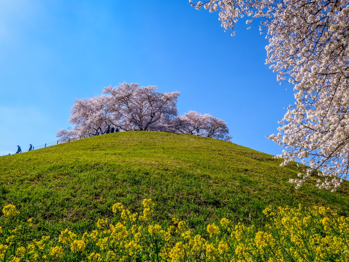 投稿写真：古墳に咲く桜と菜の花