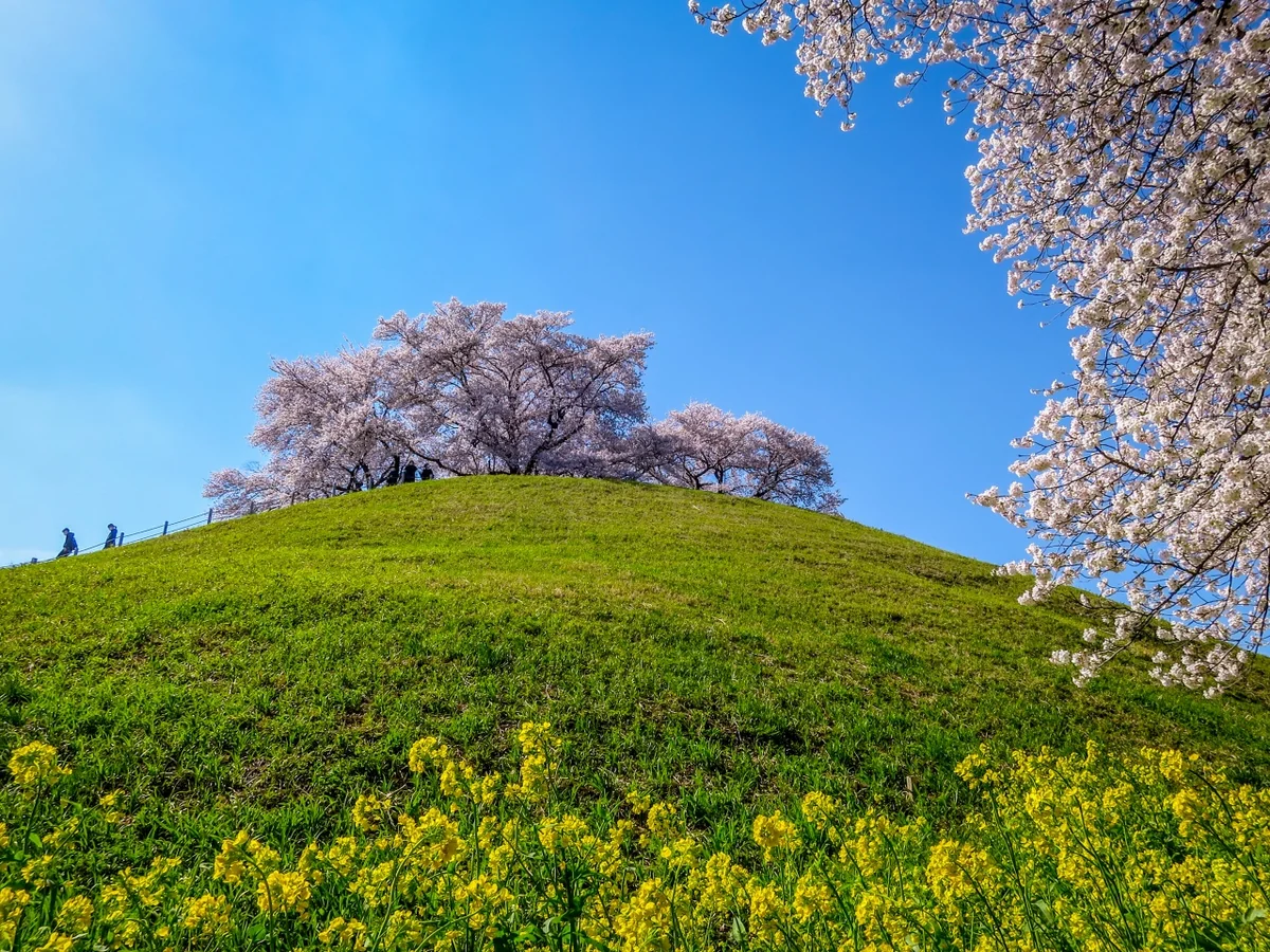 投稿写真：古墳に咲く桜と菜の花