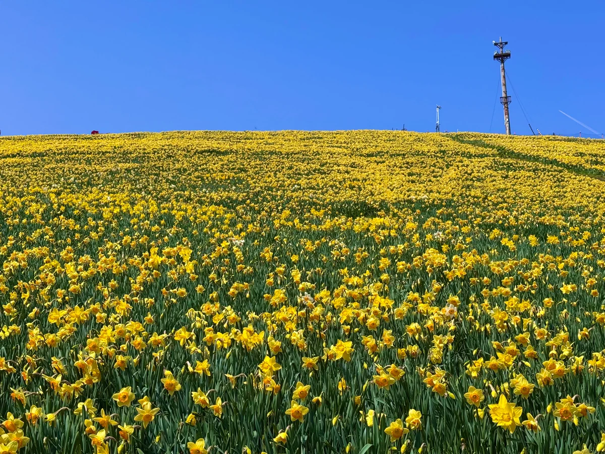 投稿写真：一面黄色の世界