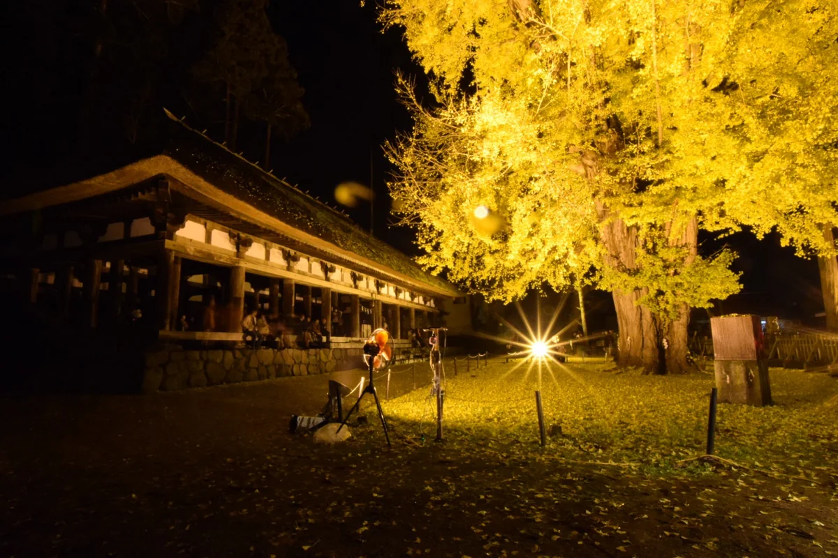 投稿写真：長床の大イチョウ