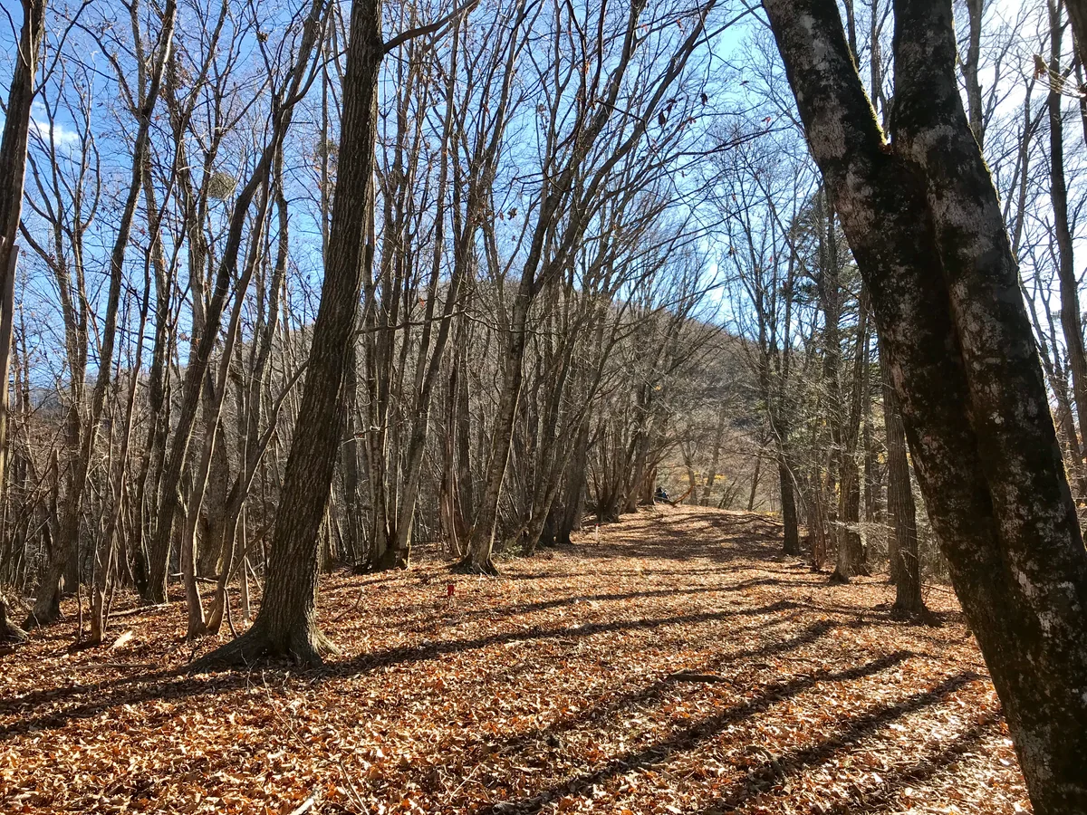 投稿写真：晩秋の御前山