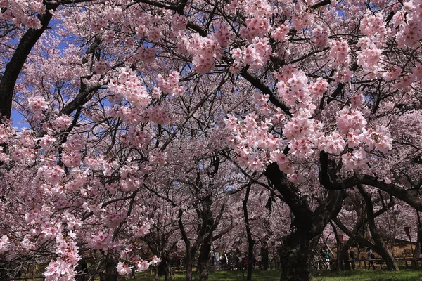 投稿：天下第一の桜