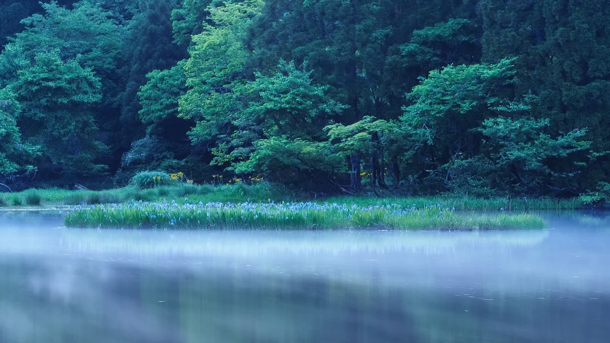 投稿写真：幽玄の森