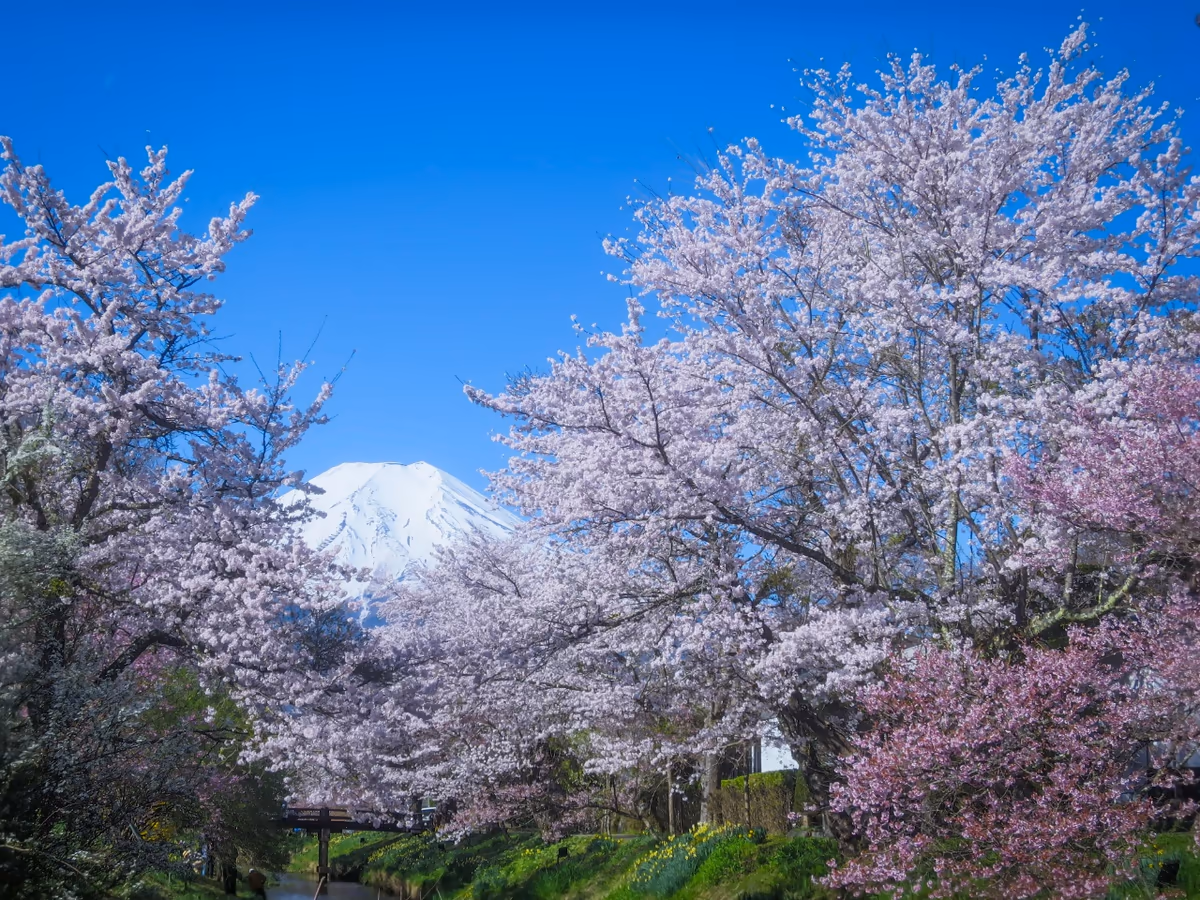 投稿写真：満開の桜と富士山
