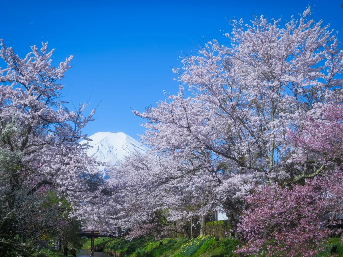 投稿写真：満開の桜と富士山