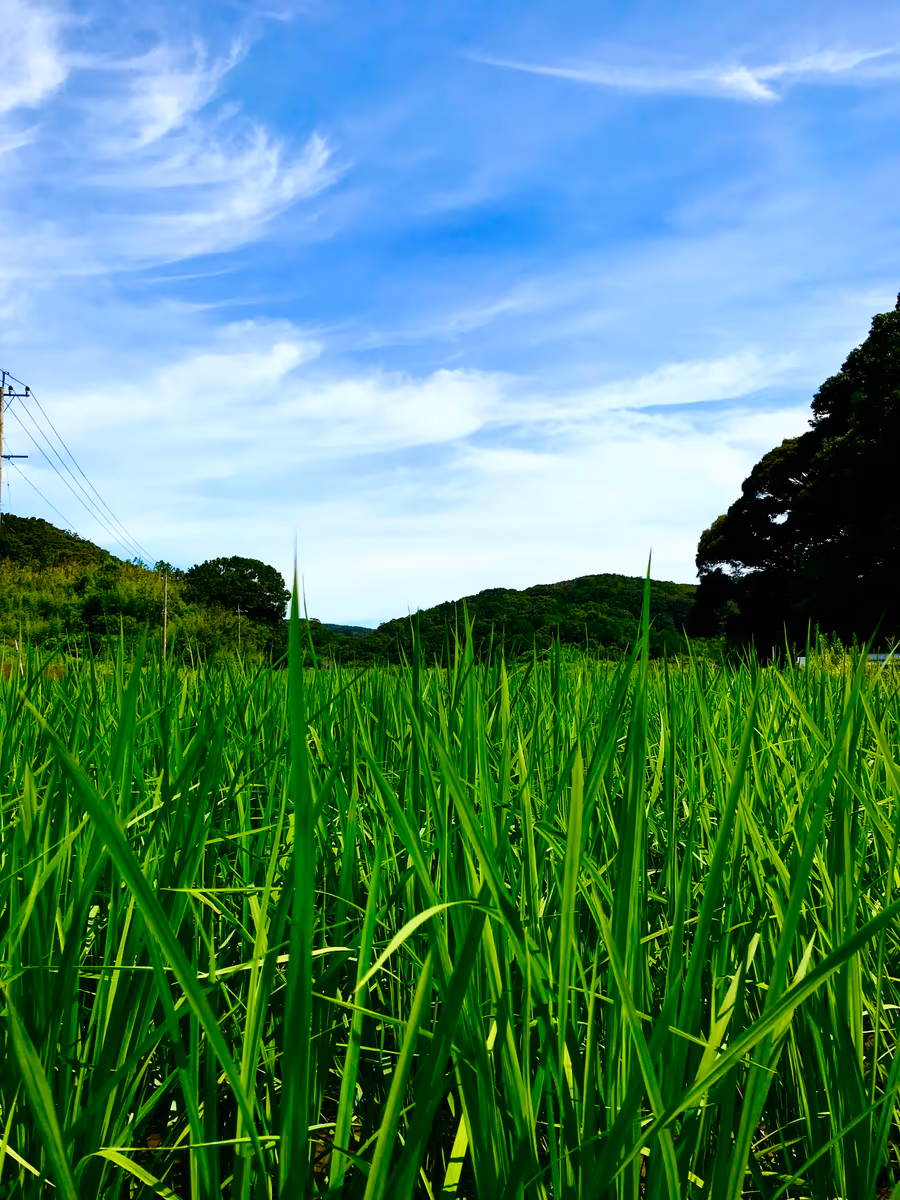 投稿写真：長崎　名もなき田園
