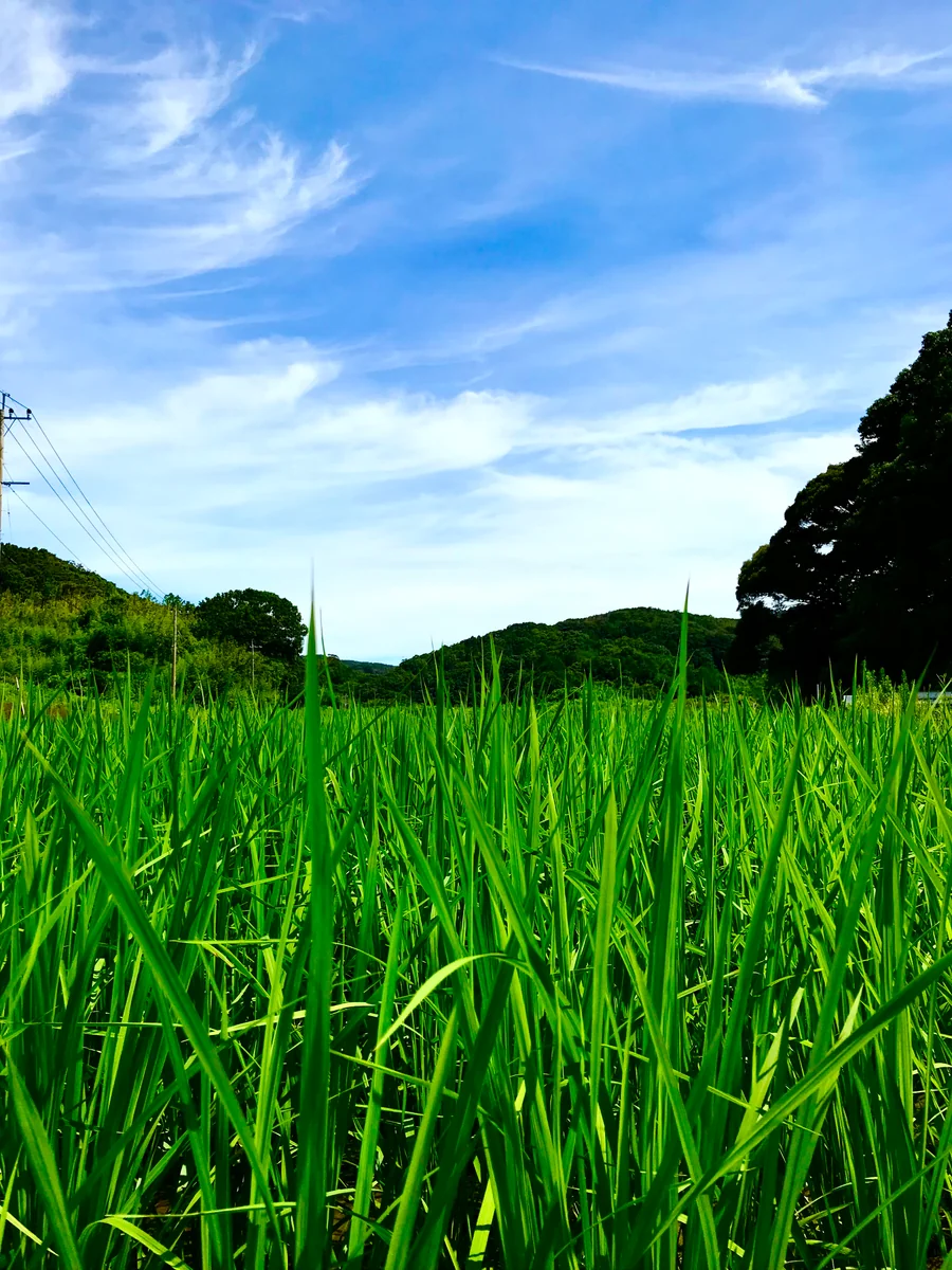 投稿写真：長崎　名もなき田園