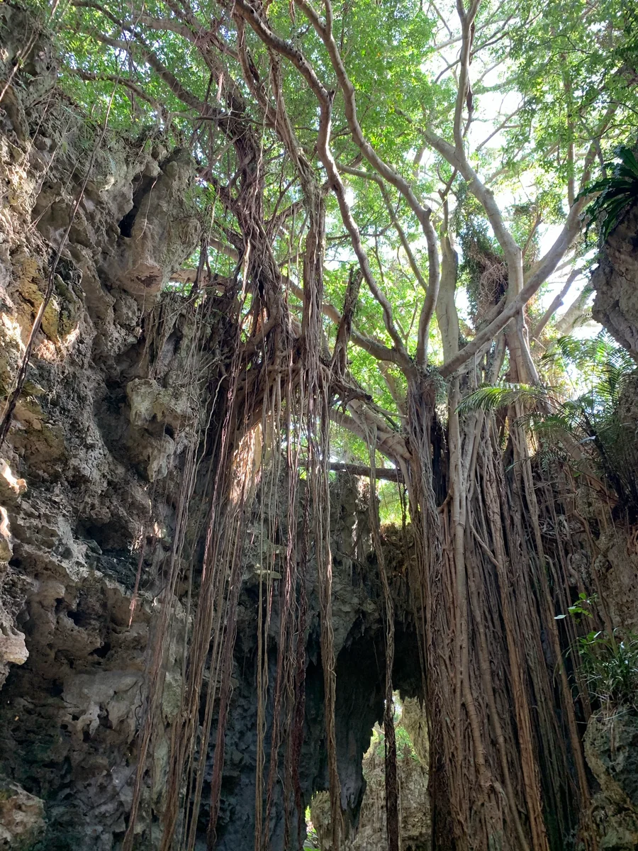 投稿写真：沖縄　ガンガラーの谷　ガジュマル