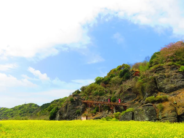 投稿：菜の花畑