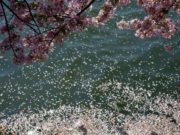 投稿：花筏
