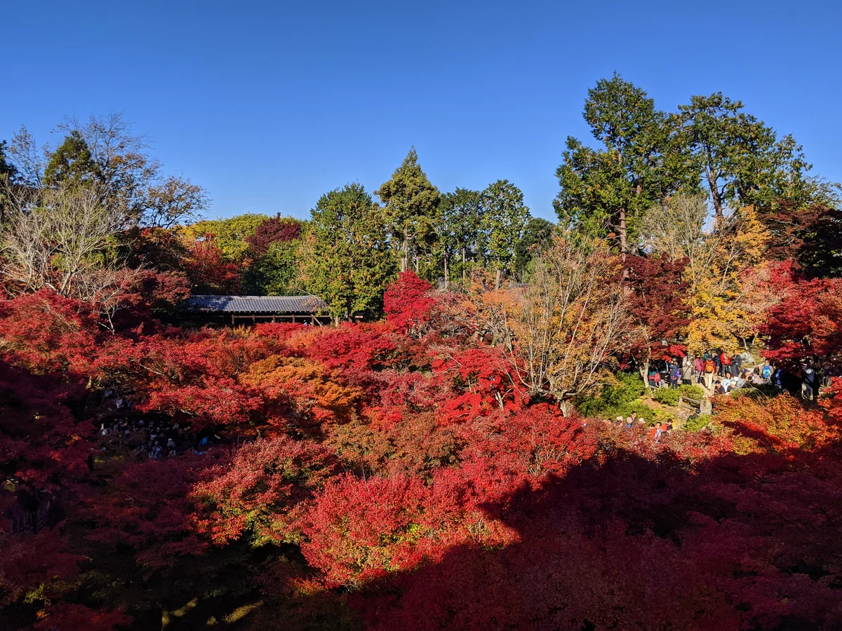 投稿写真：東福寺