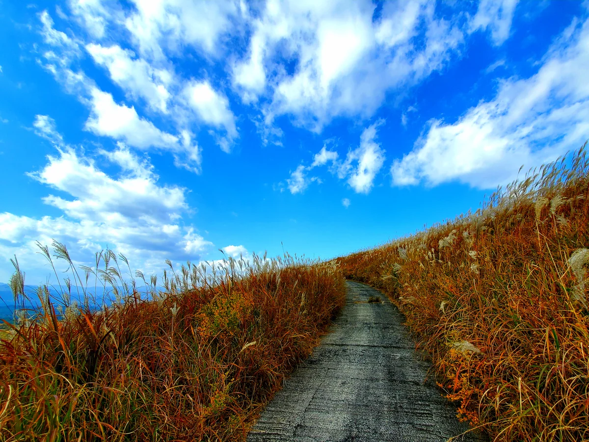 投稿写真：空へ