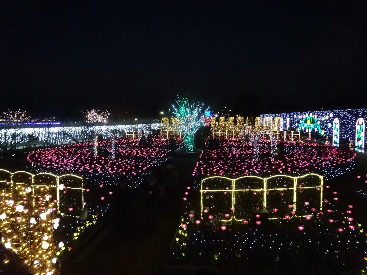 投稿写真：『光のローズガーデン』／あしかがフラワーパーク