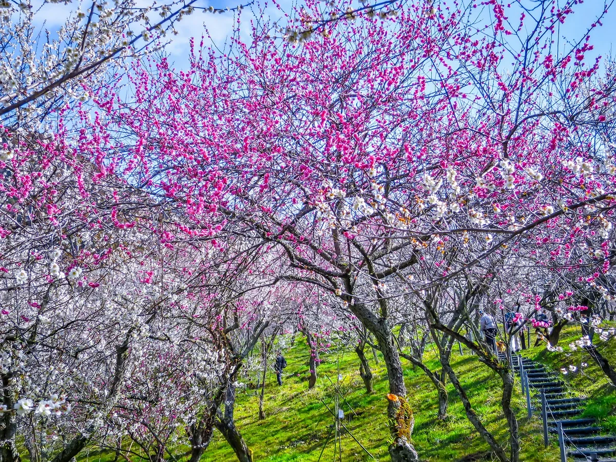 投稿写真：満開の紅白の梅林③