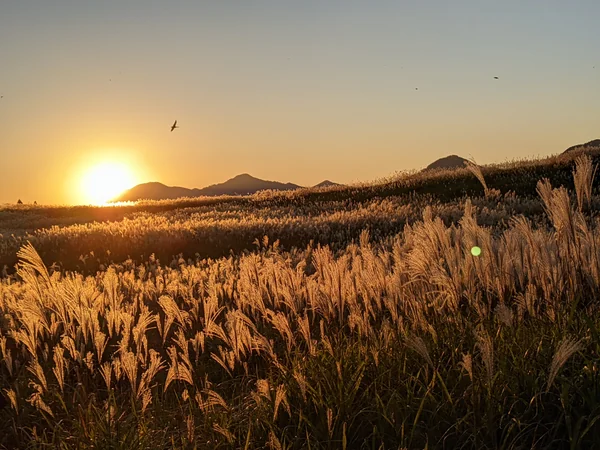 投稿：曽爾高原