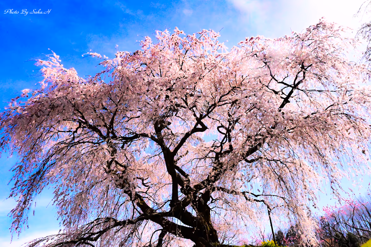 投稿写真：又兵衛桜