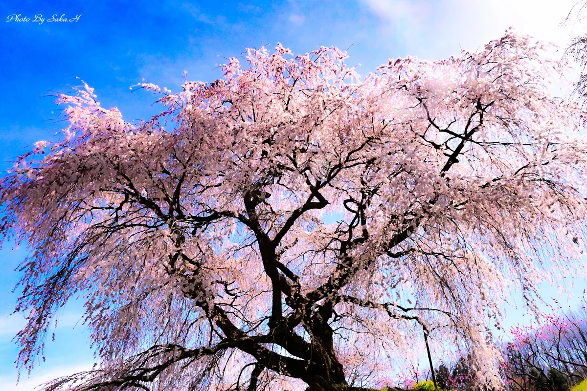 投稿写真：又兵衛桜