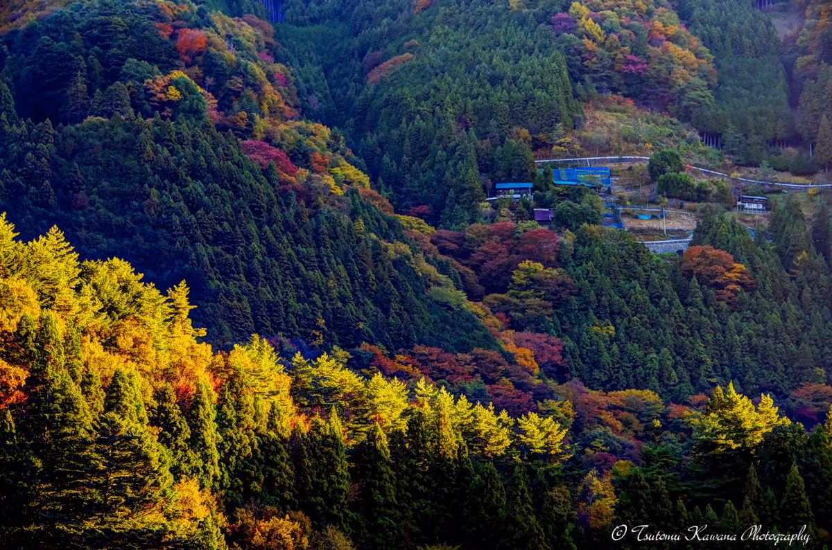 投稿写真：朝陽差し輝く紅葉の斜面