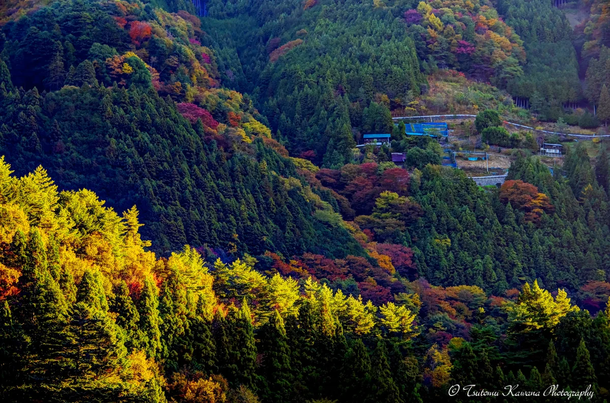 投稿写真：朝陽差し輝く紅葉の斜面