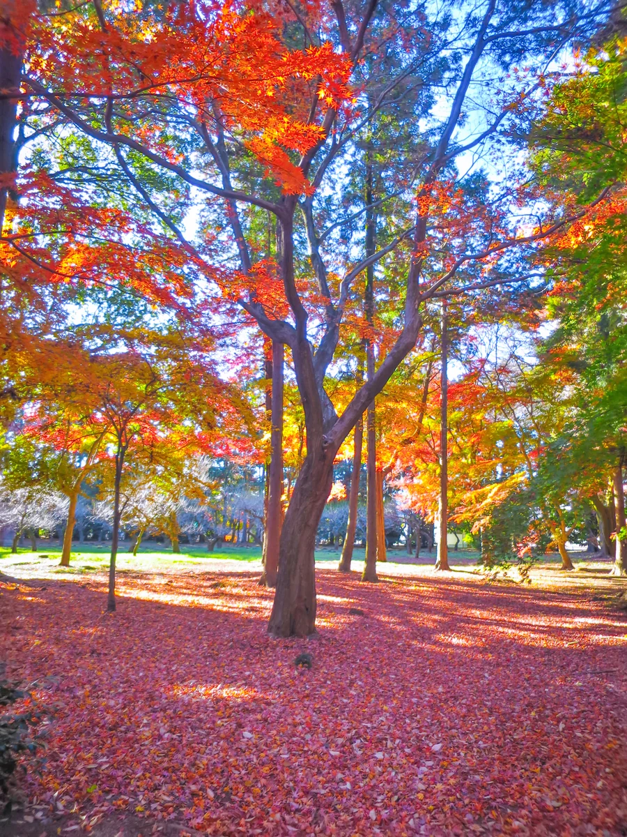 投稿写真：紅葉と真紅の絨毯