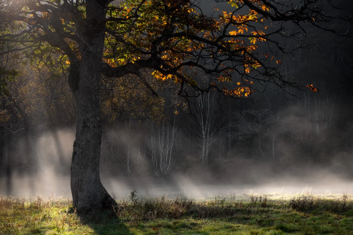 投稿写真：晩秋霧立つ