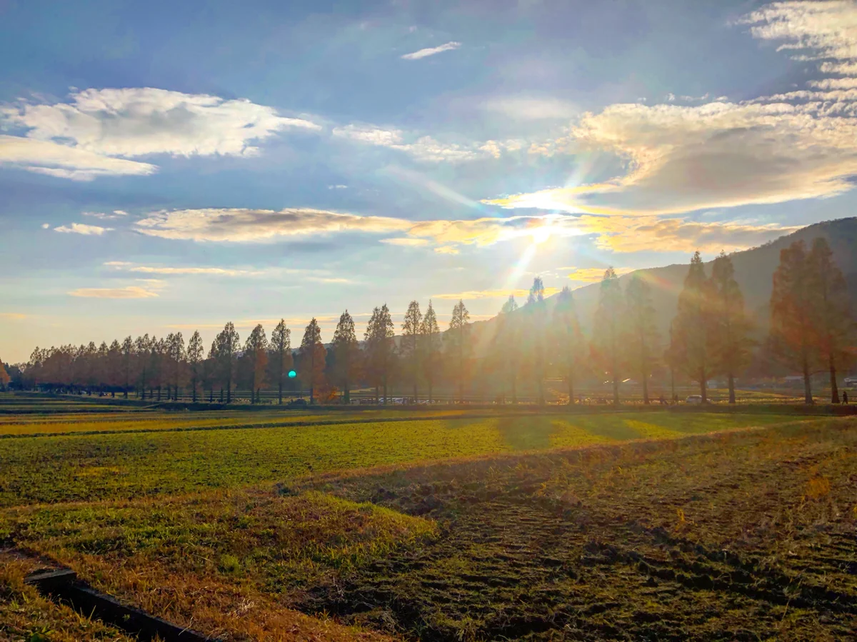 投稿写真：メタセコイア並木道　秋の夕焼け