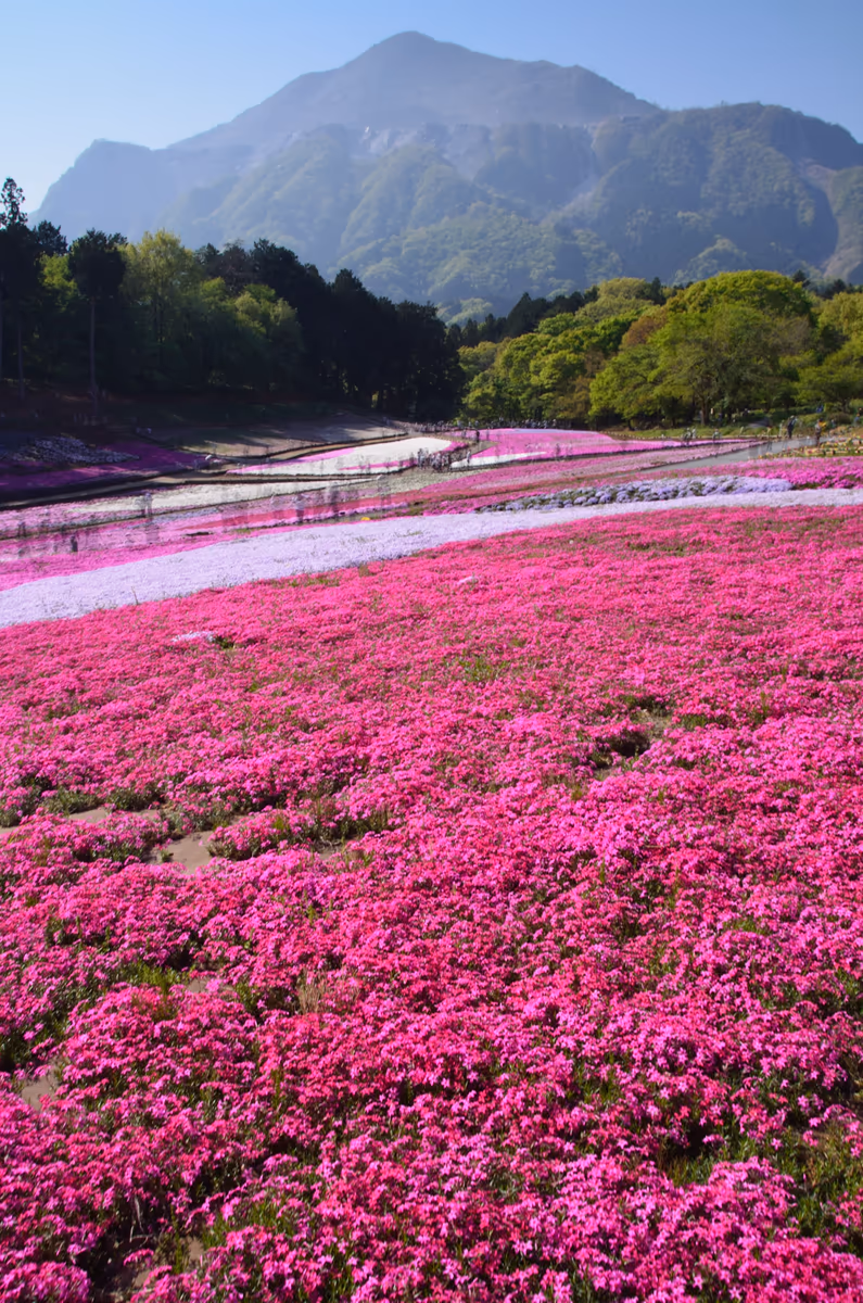 投稿写真：秩父　芝桜の丘