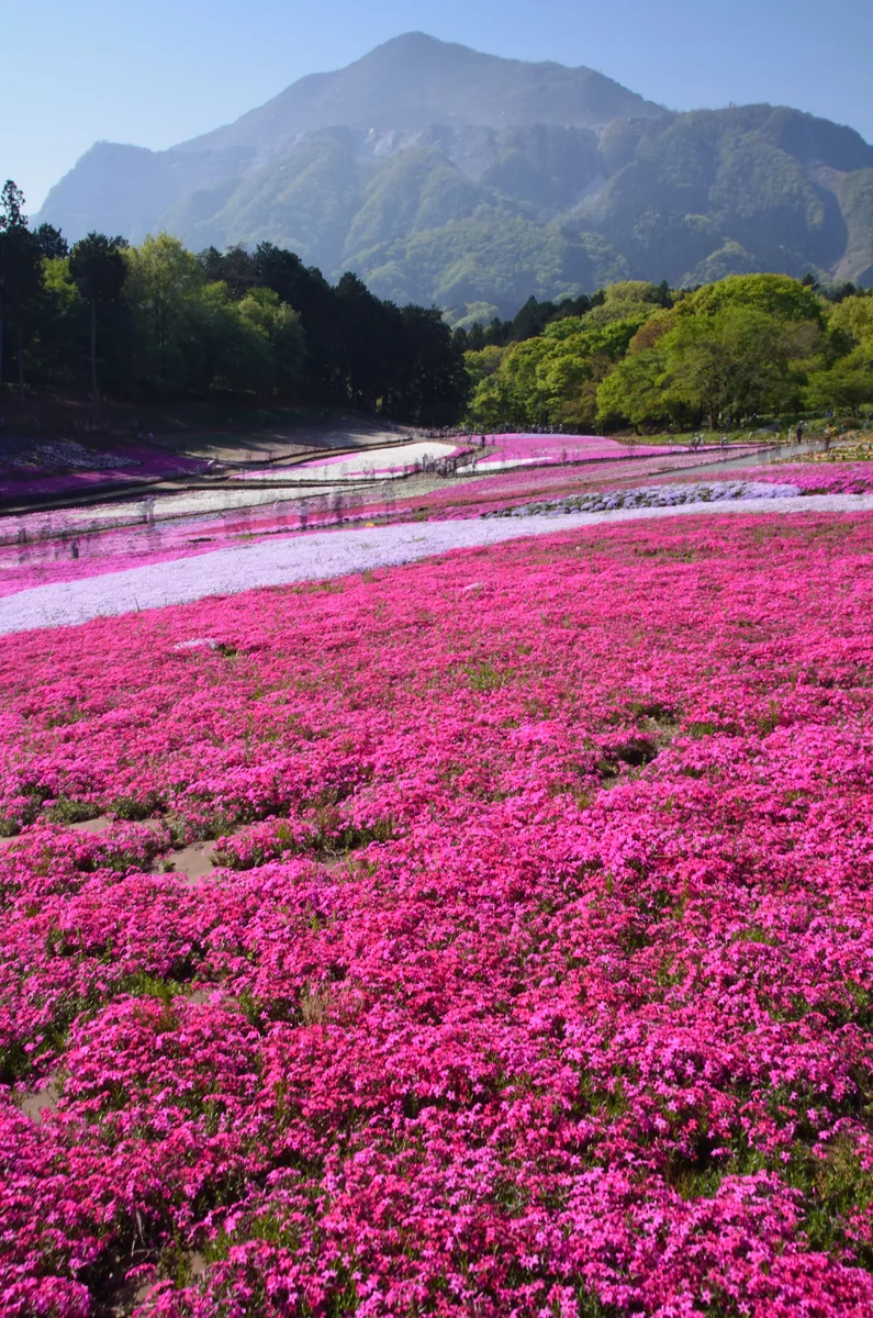 投稿写真：秩父　芝桜の丘
