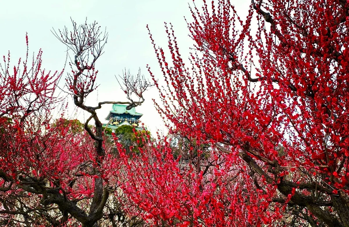 投稿写真：3回楽しめる「いにしえの梅見」大阪城 梅林