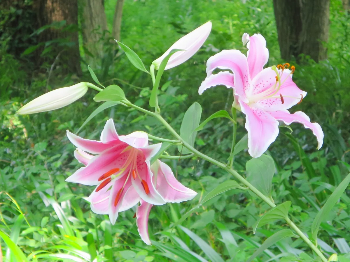 投稿写真：ユリの花