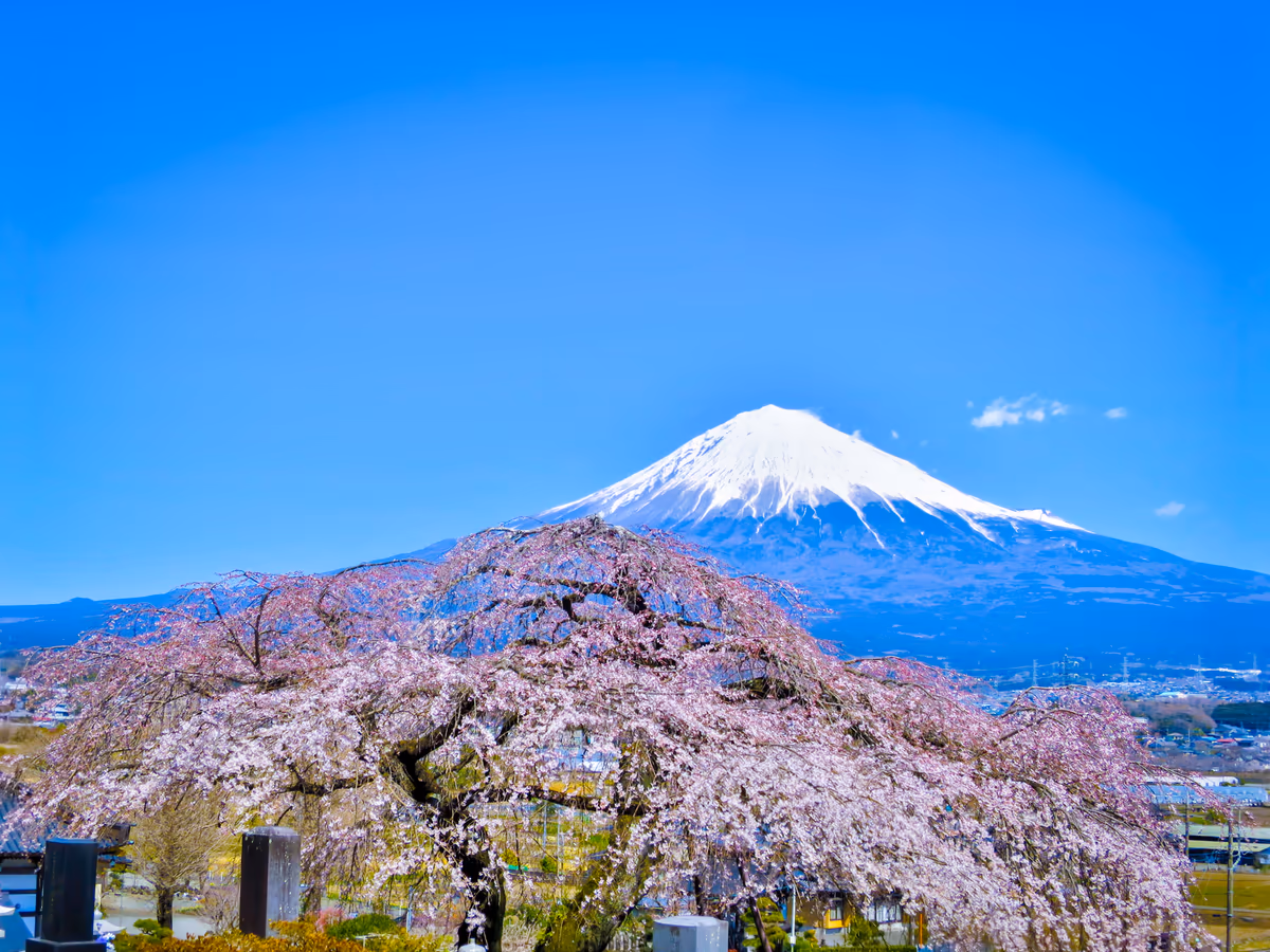 投稿写真：シダレザクラと富士山