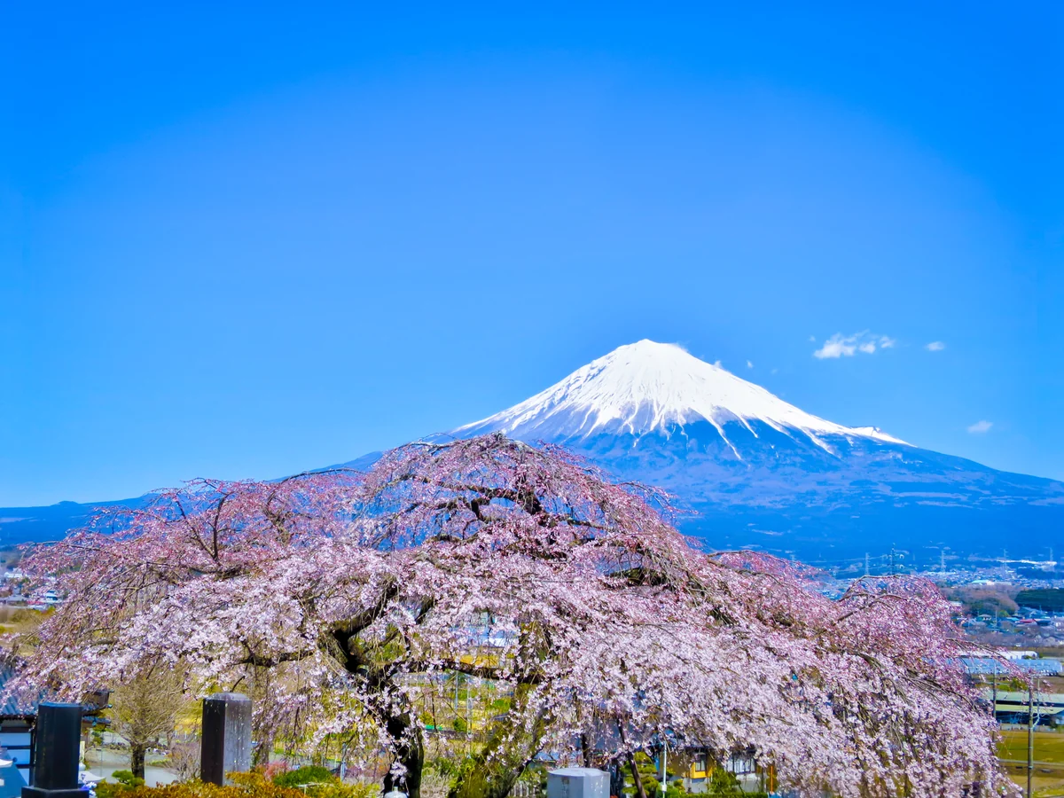 投稿写真：シダレザクラと富士山