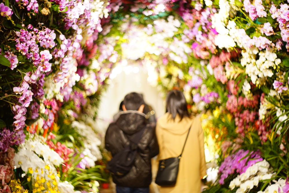 投稿写真：花の街道。