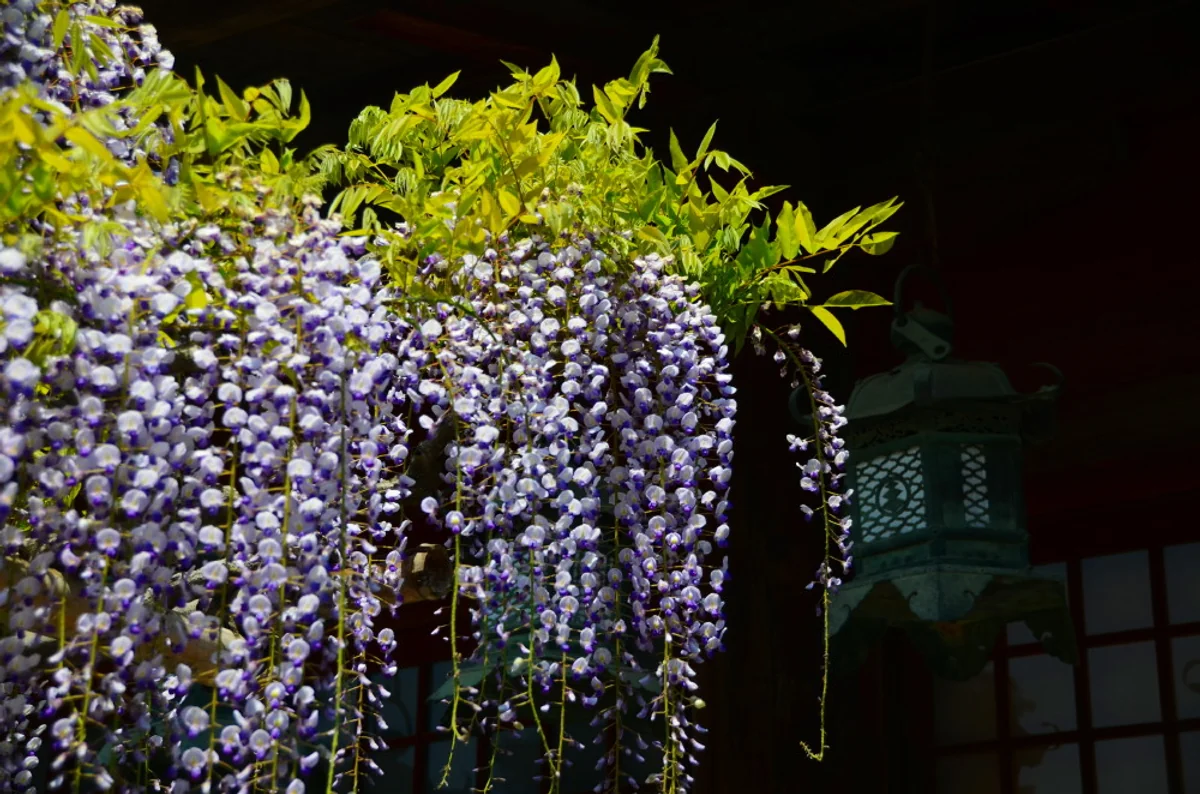 投稿写真：春日大社　スナズリの藤