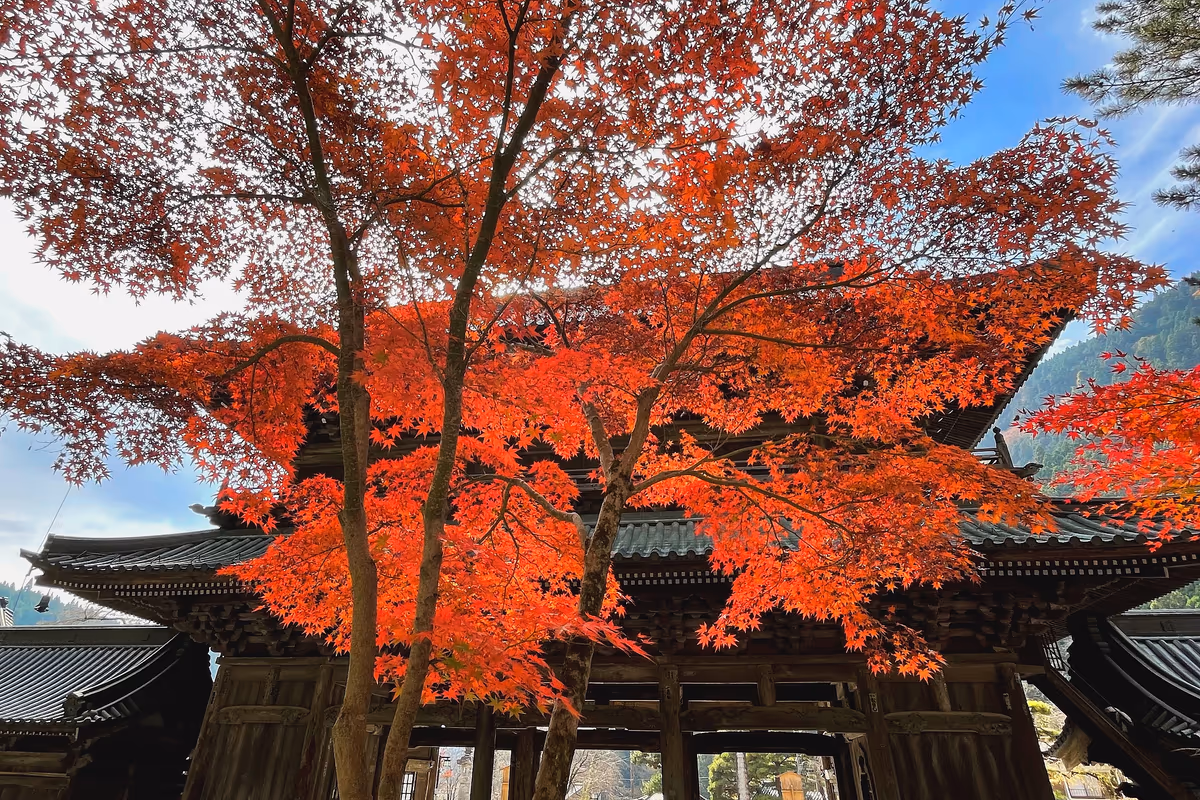 投稿写真：久遠寺三門前