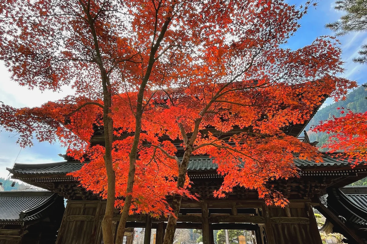 投稿写真：久遠寺三門前