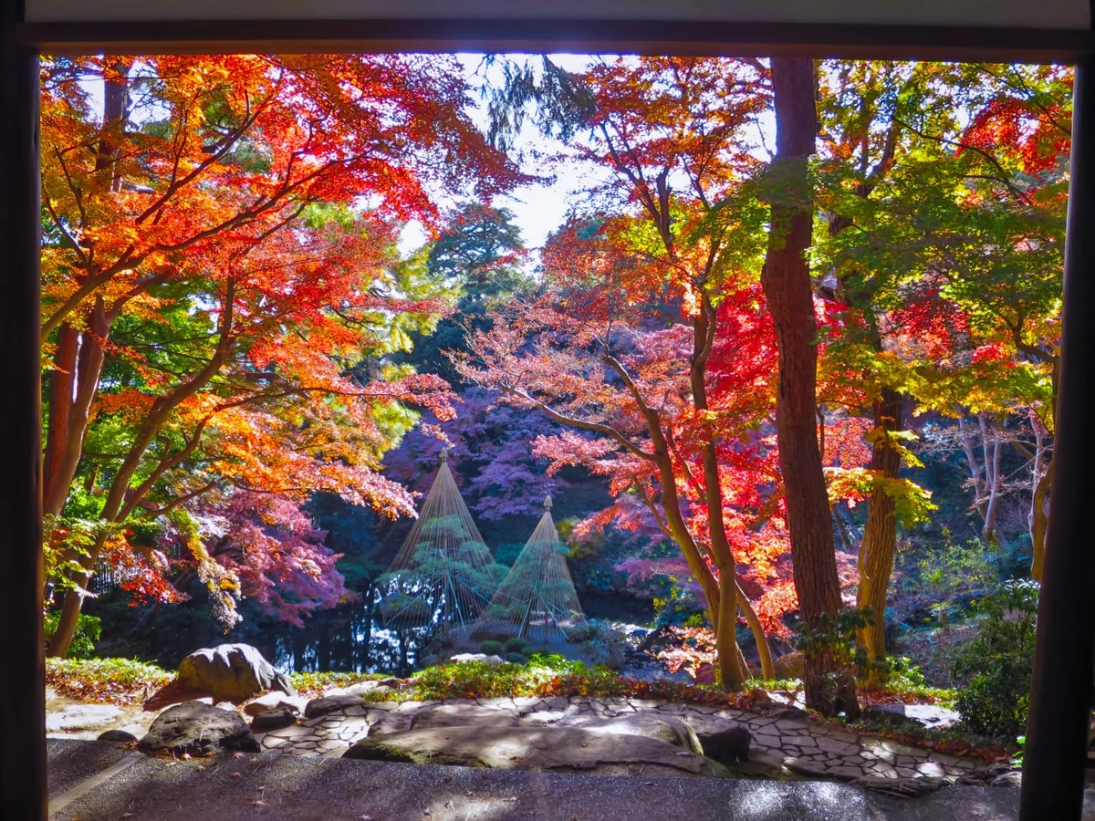 投稿写真：額縁紅葉