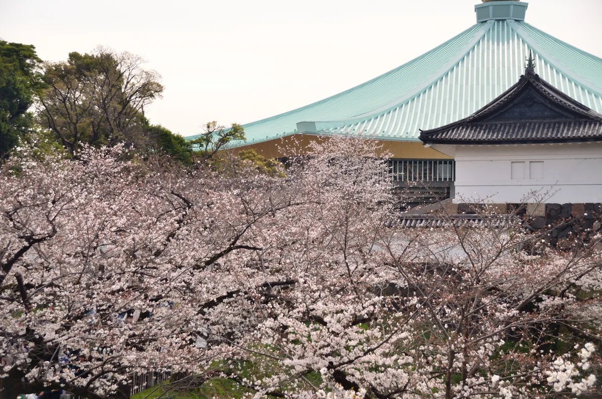 投稿写真：武道館とソメイヨシノ
