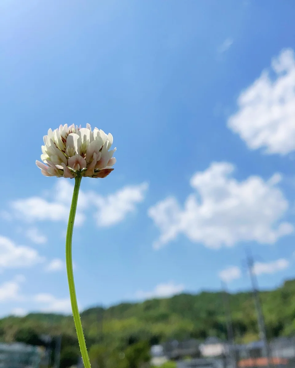 投稿写真：風そよぐ