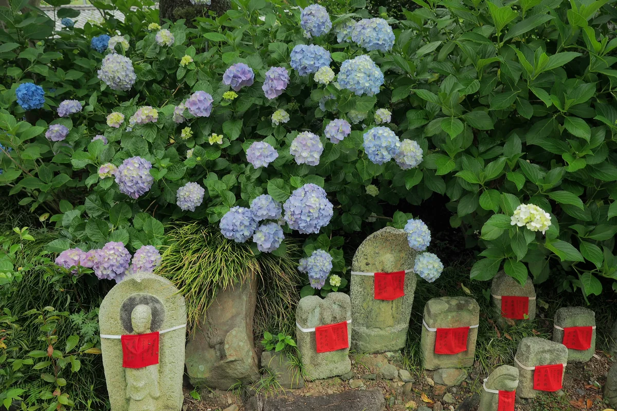 投稿写真：紫陽花と地蔵