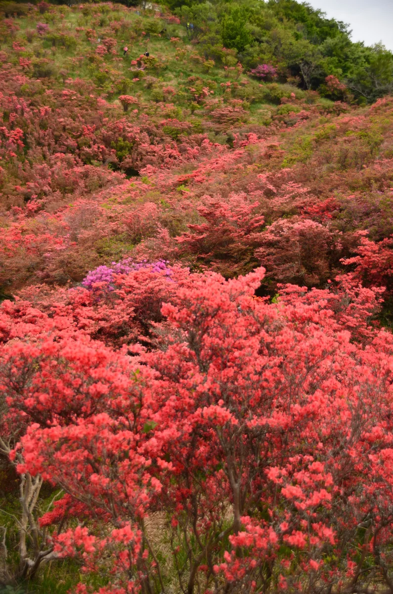 投稿写真：葛城高原　つつじ