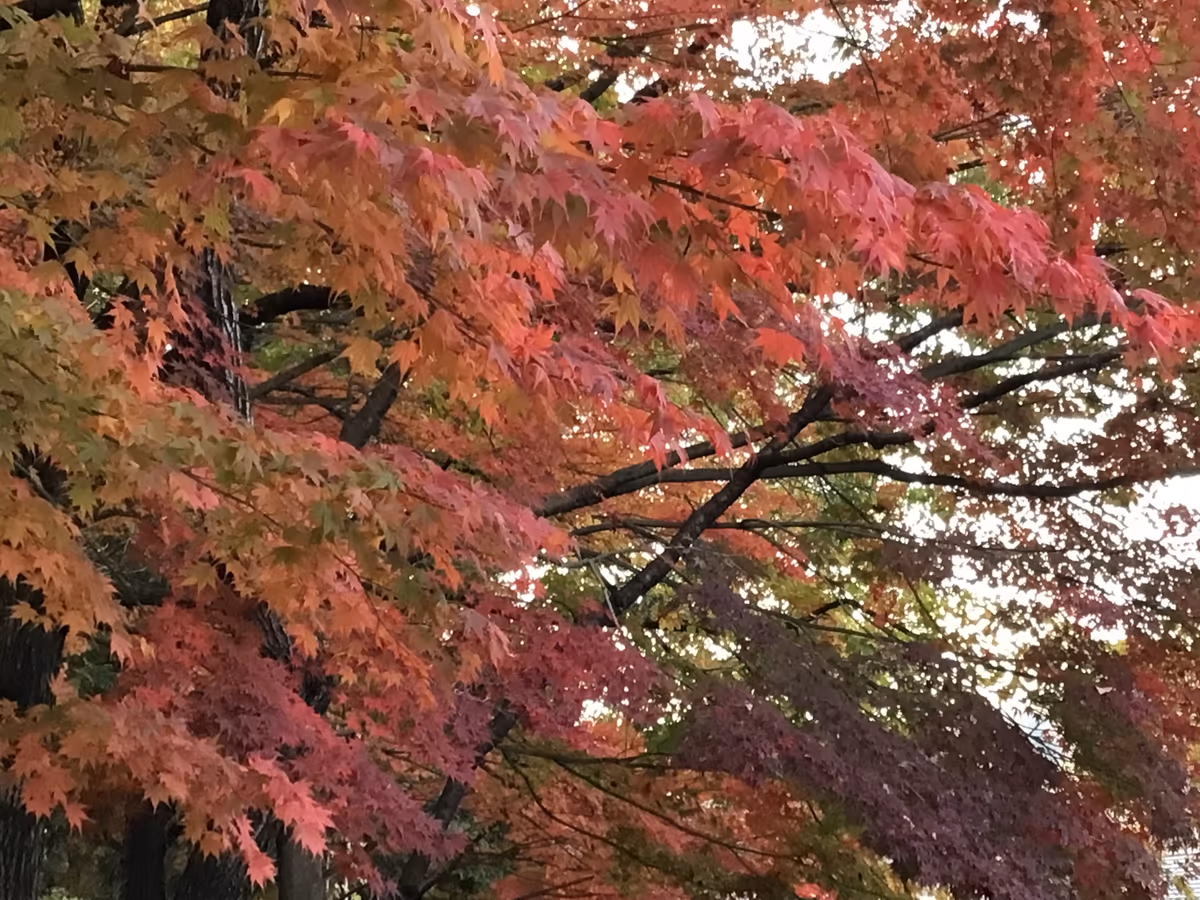 投稿写真：色とりどり
