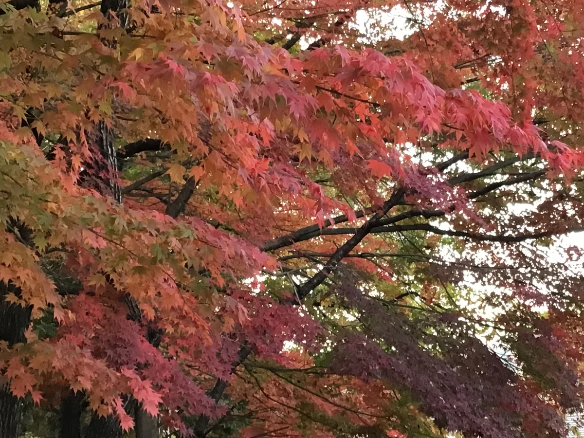 投稿写真：色とりどり