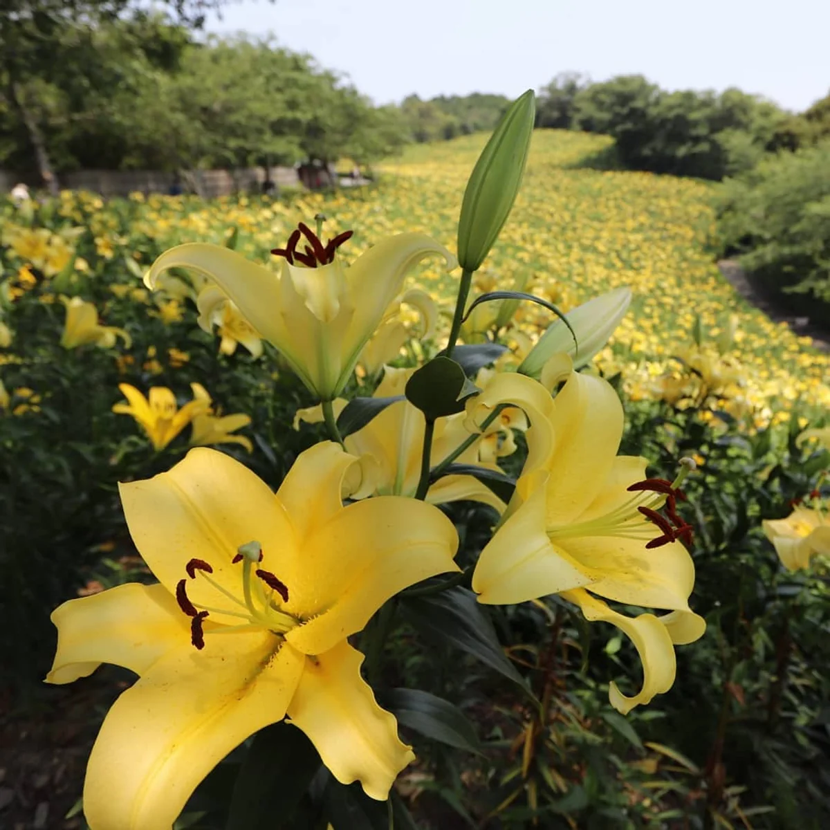 投稿写真：ゆりの園