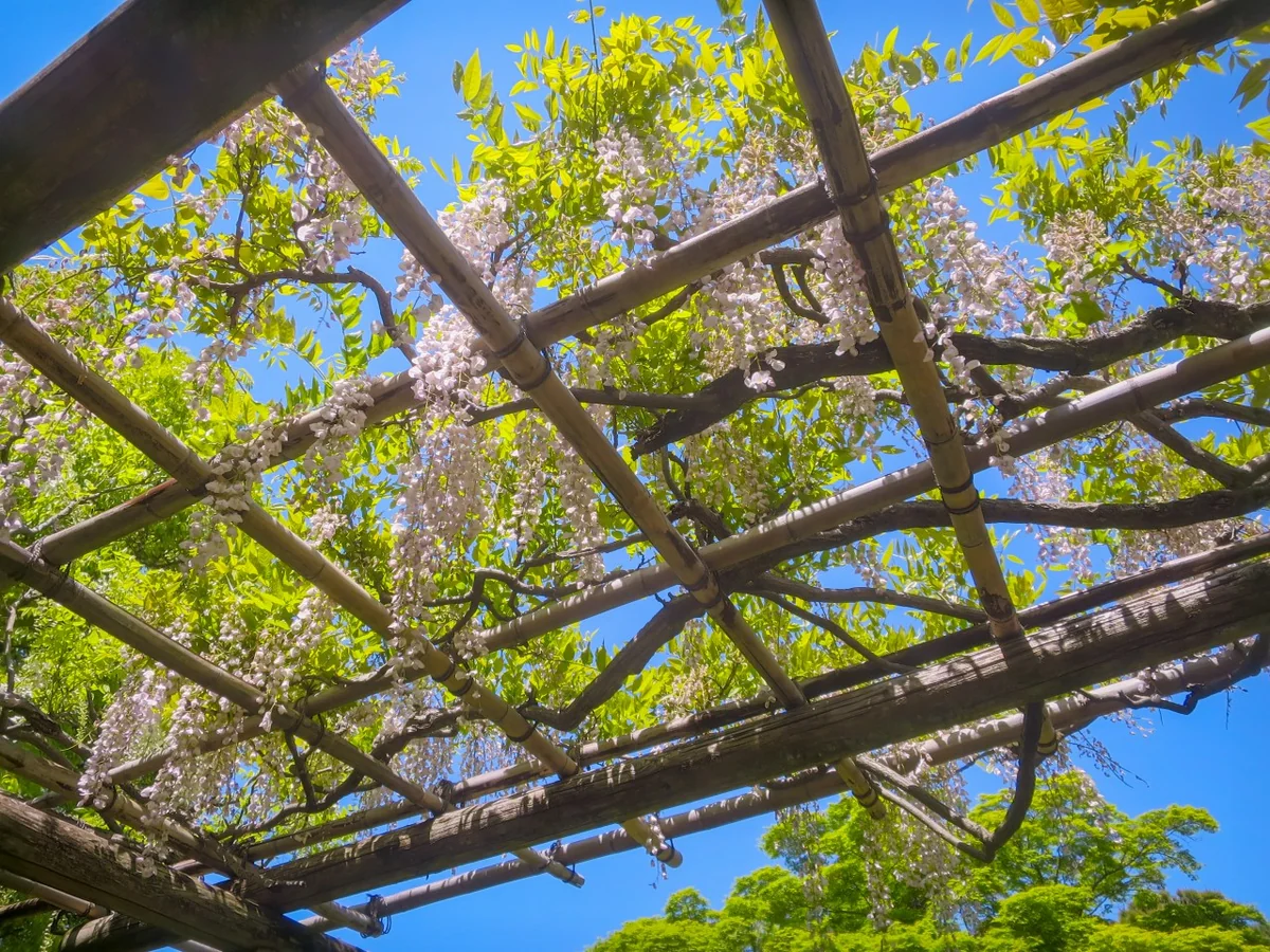 投稿写真：昭和記念公園の花々~白いフジの花