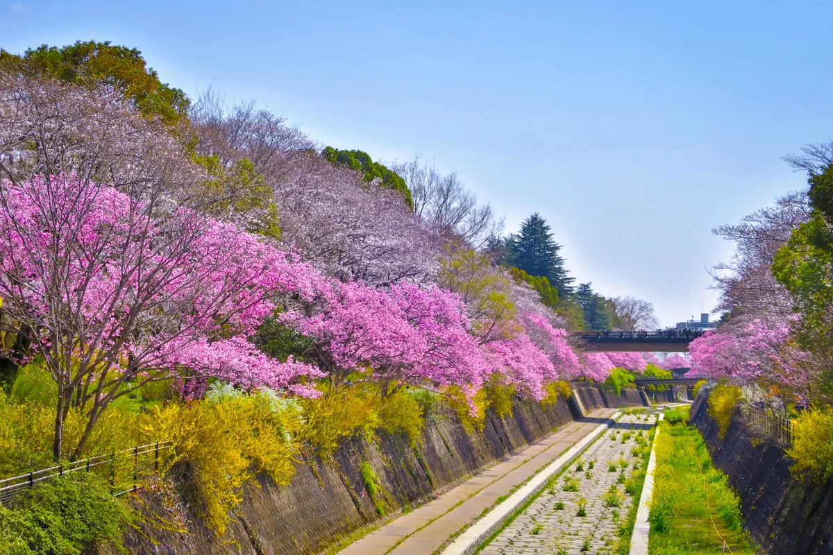投稿写真：残堀川の斜面を彩るヨウコウ